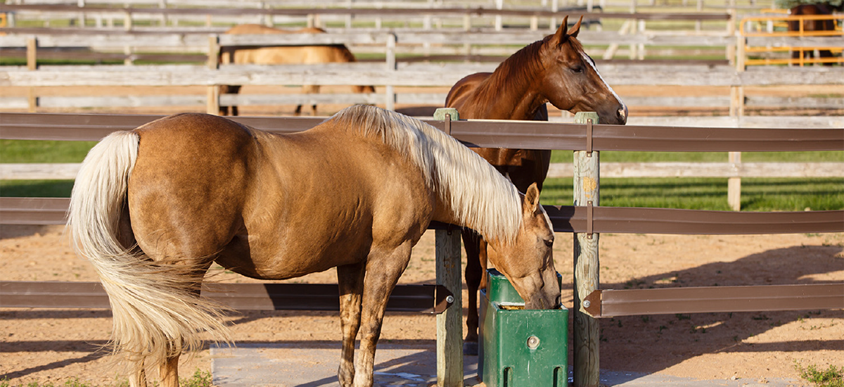 The Most Important Nutrient for Horses Water! Blain's Farm & Fleet Blog