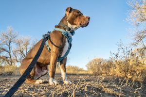 Pit bull in harness