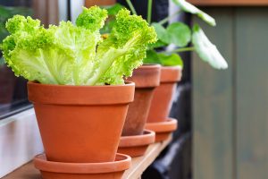 Pots with vegetable plants