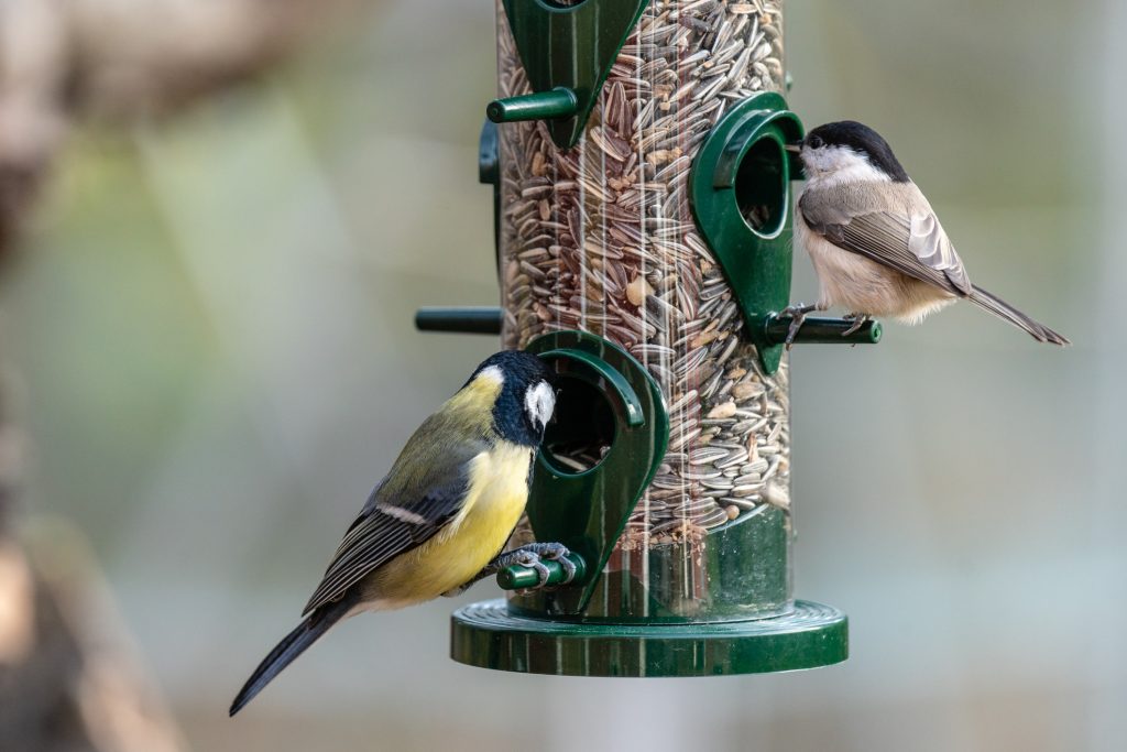 birds eating from feeder