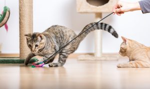 Cats playing with feather toy