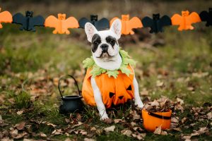 dog in pumpkin costume