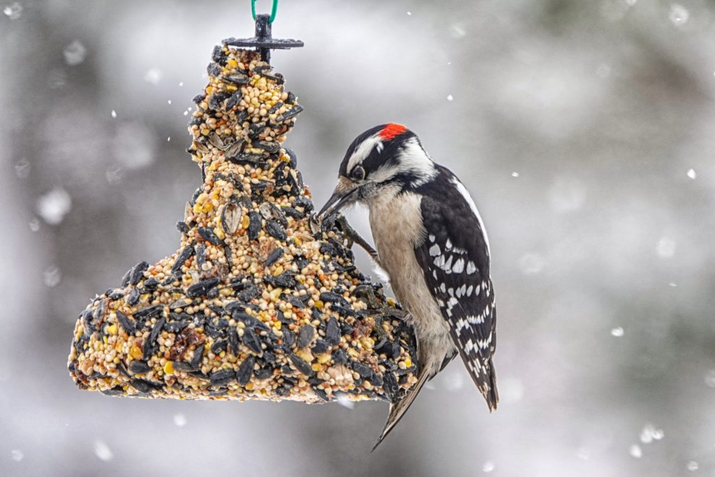 Tips for Attracting Woodpeckers to Your Yard | Blain's Farm & Fleet Blog