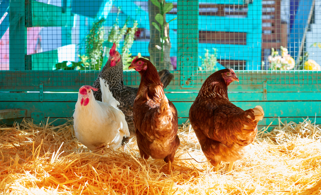 Choosing the Right Bedding for Your Chicken Coop Blain's Farm & Fleet