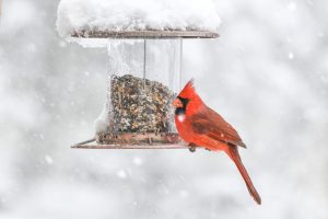 cardinal on bird feeder