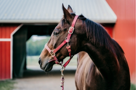 Horse in front of barn