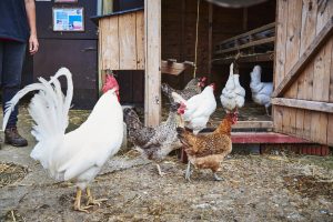 chickens entering coop