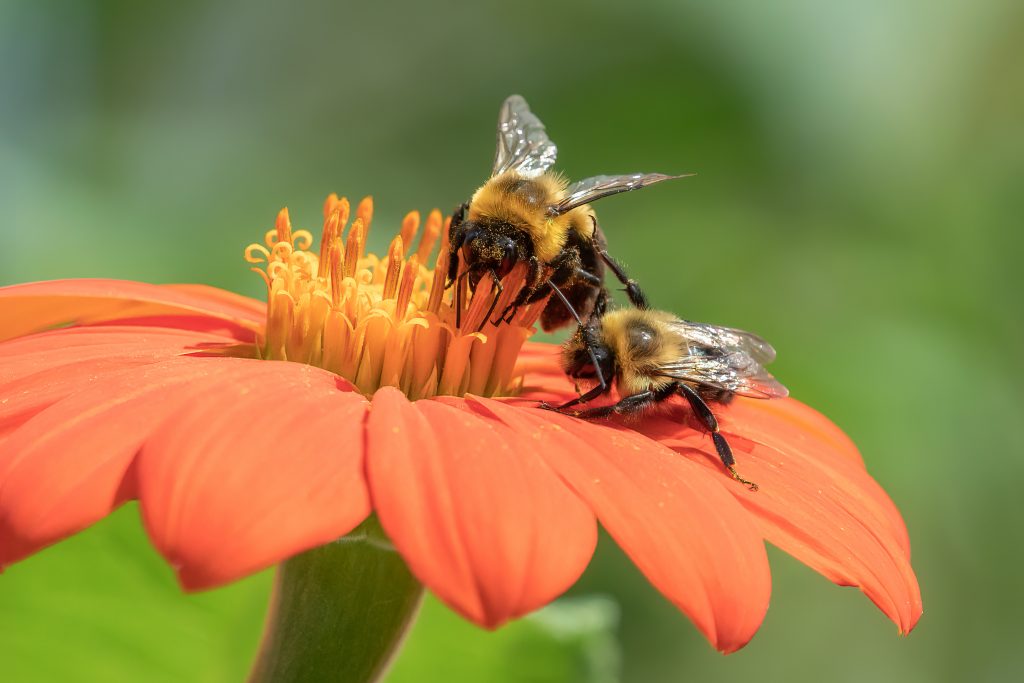 Why Are Bees Good for My Garden? Blain's Farm & Fleet Blog