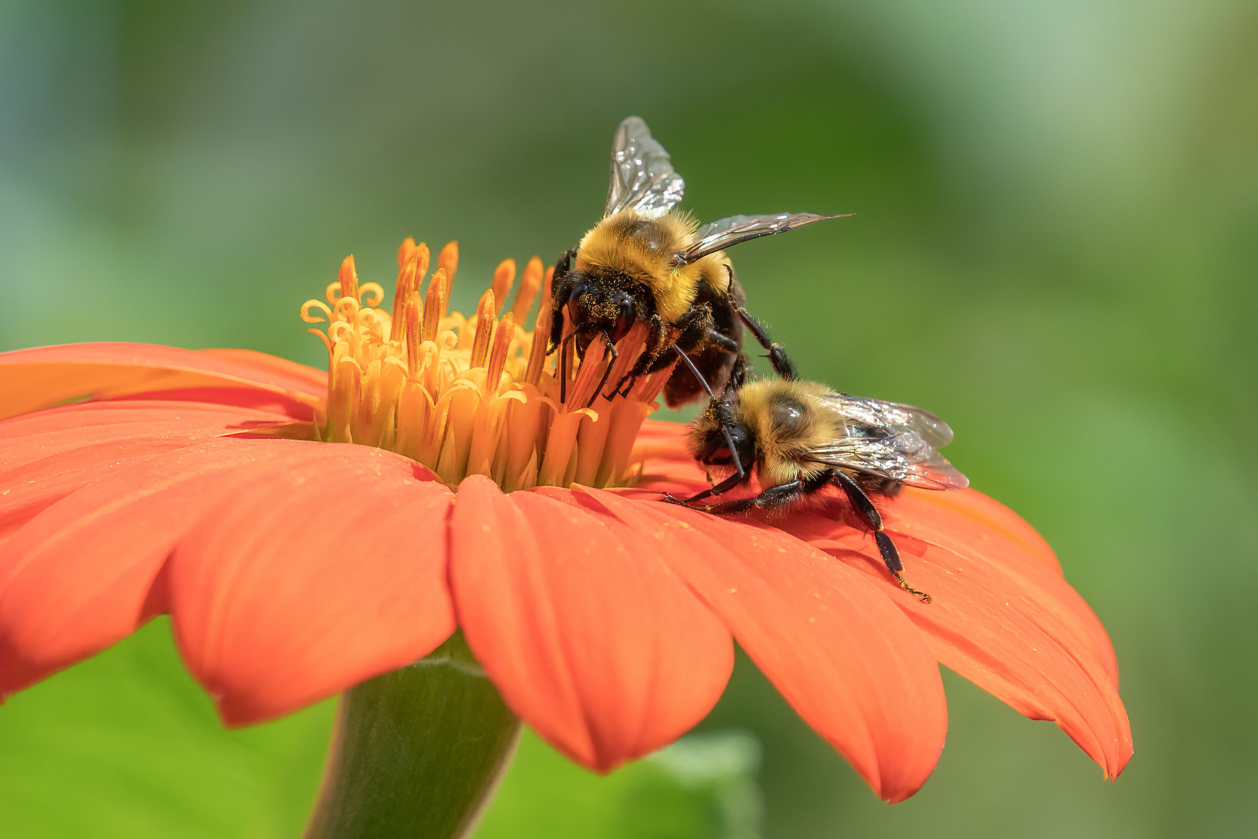 Why Are Bees Good for My Garden? Blain's Farm & Fleet Blog