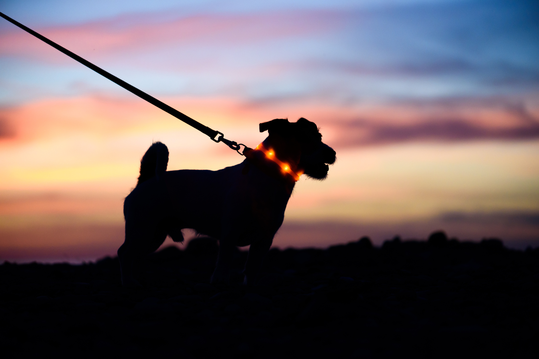 5 Safety Tips for Walking Your Dog at Night Blain's Farm & Fleet Blog