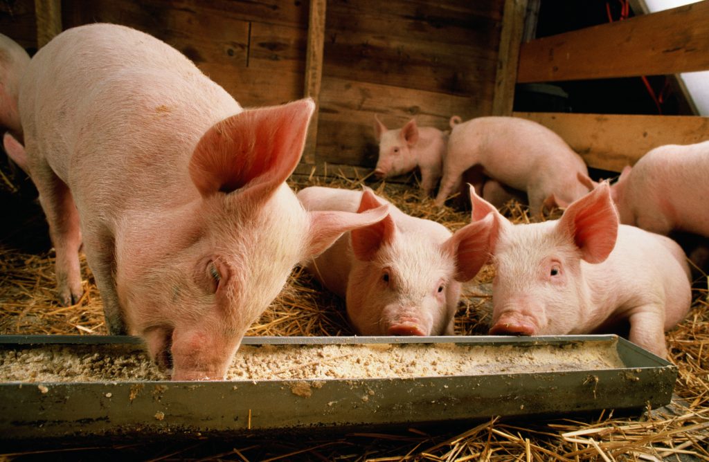 Pig Rasing The Beginner's Guide to Raising Pigs | Blain's Farm & Fleet