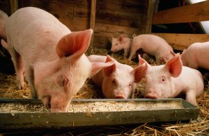 pigs eating from trough