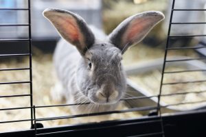 rabbit in hutch