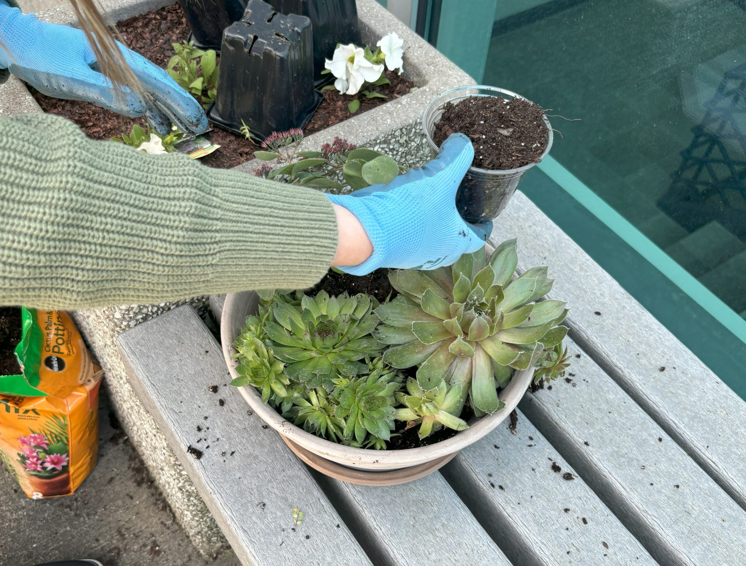 planting succulents