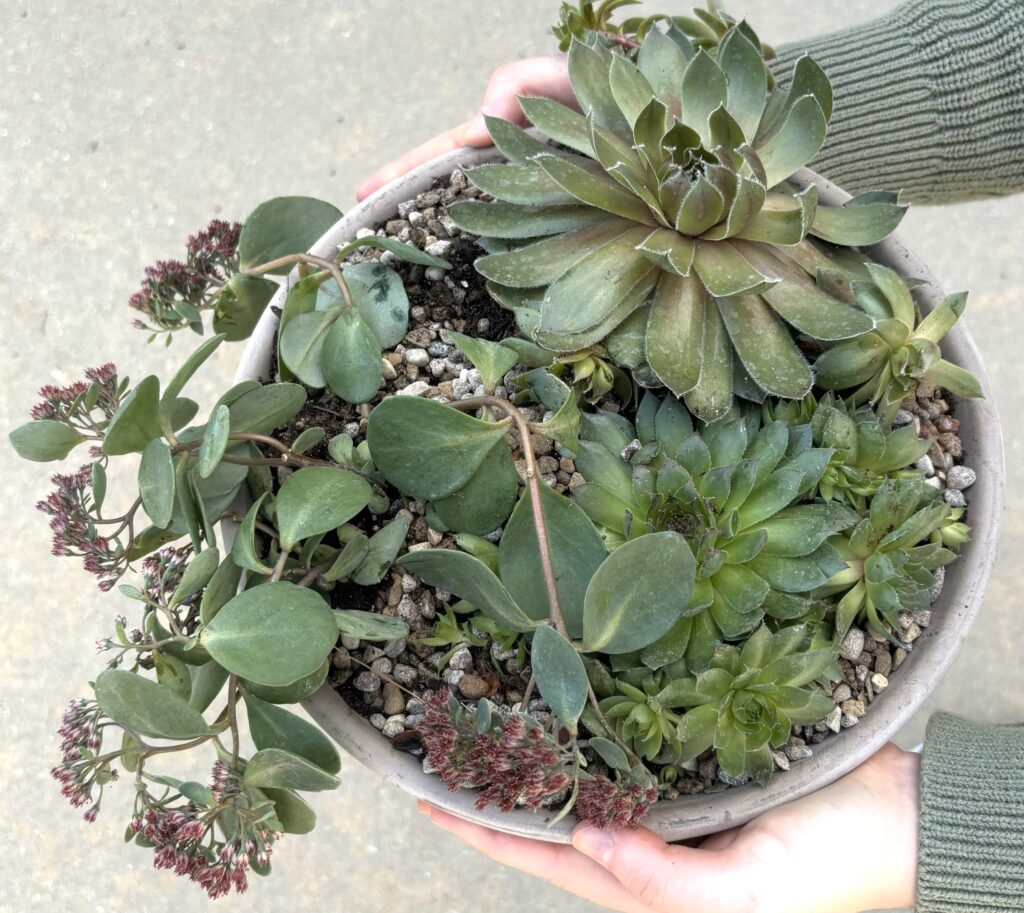 holding finished succulent bowl