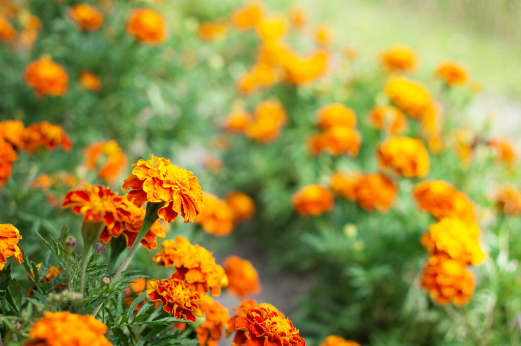 marigolds