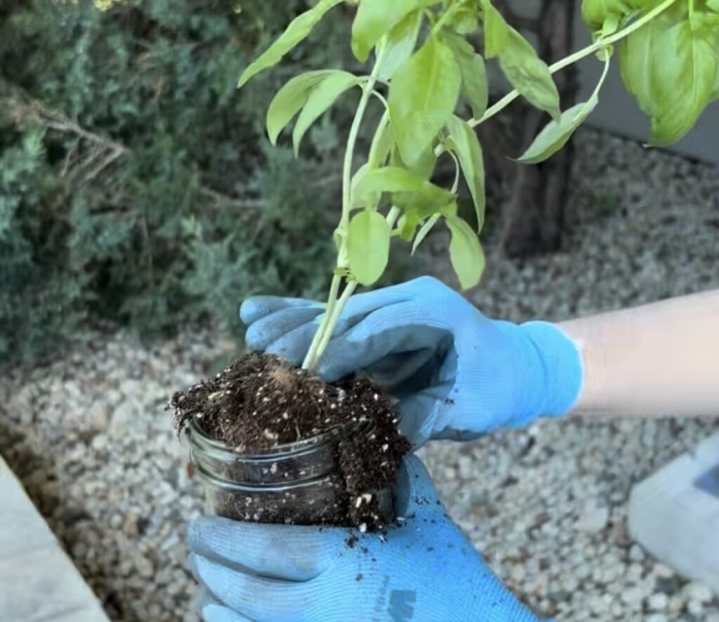 planting basil in mason jar
