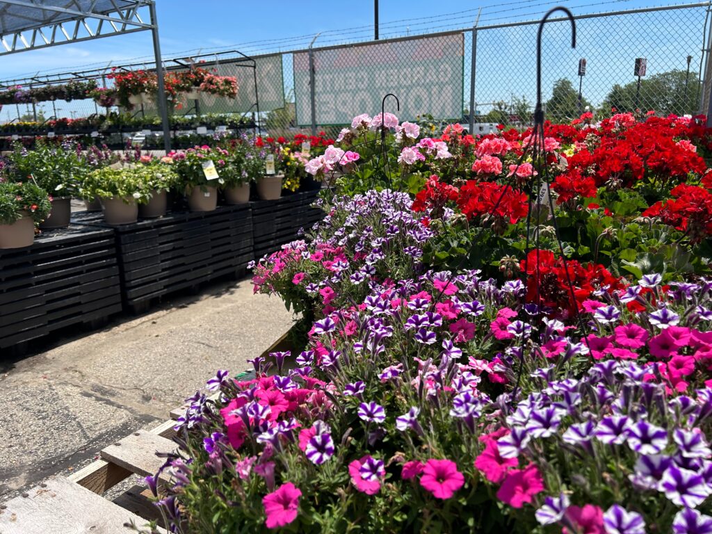 flowers at garden center