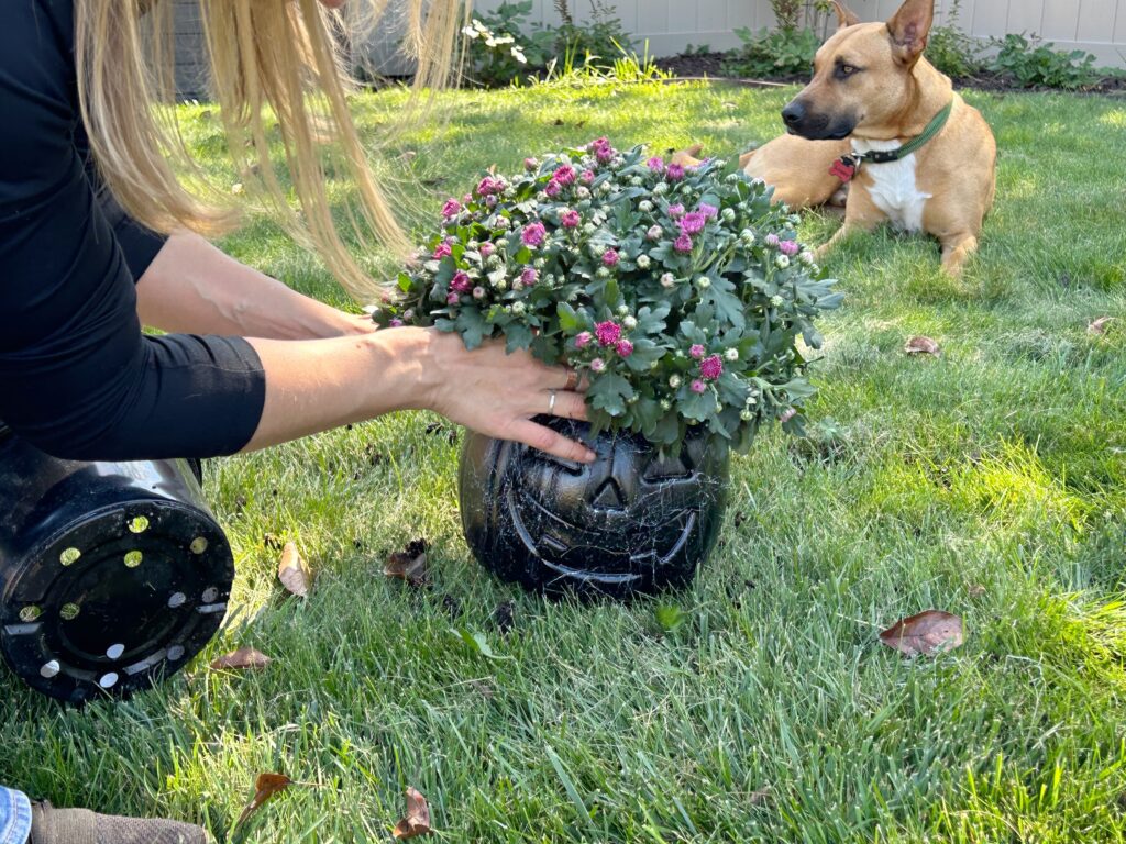 putting mum plant in plastic pumpkin