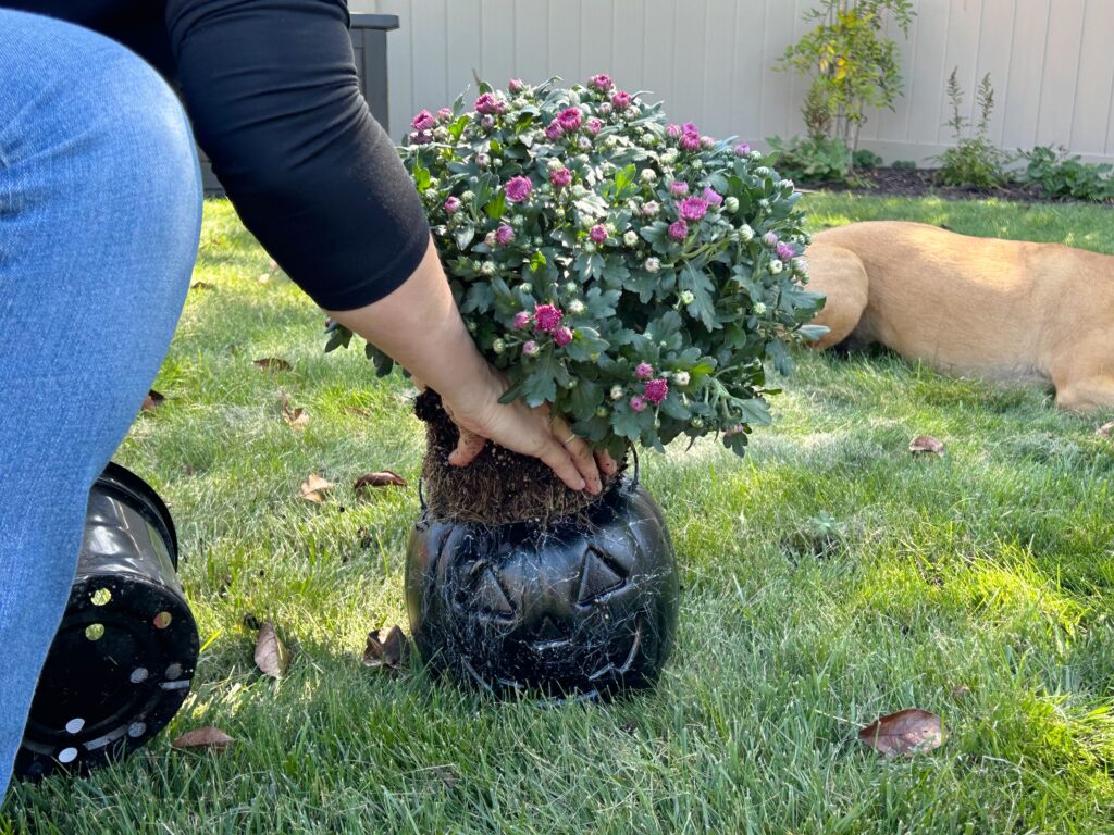putting mum plant in plastic pumpkin