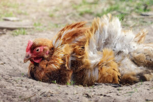 chicken taking a dust bath