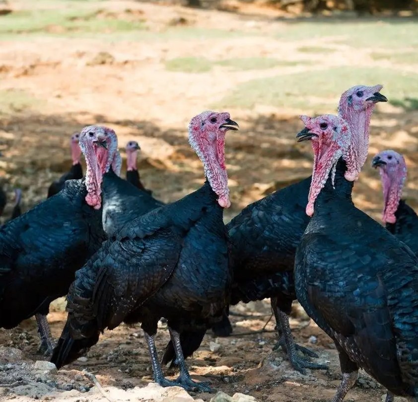 black spanish turkey