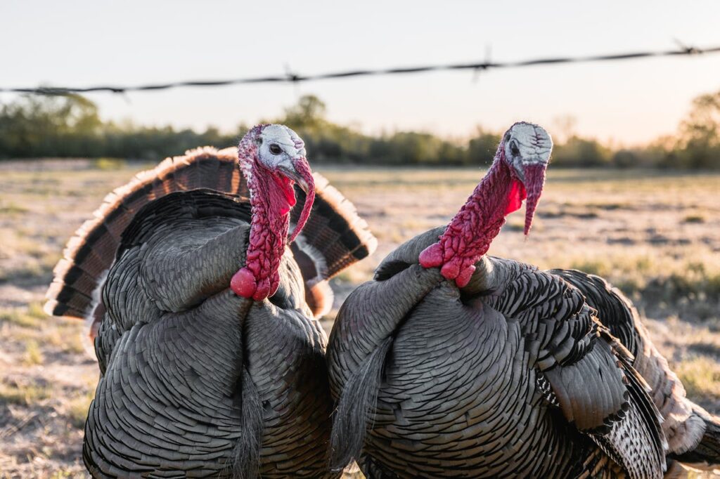 two turkeys in a field