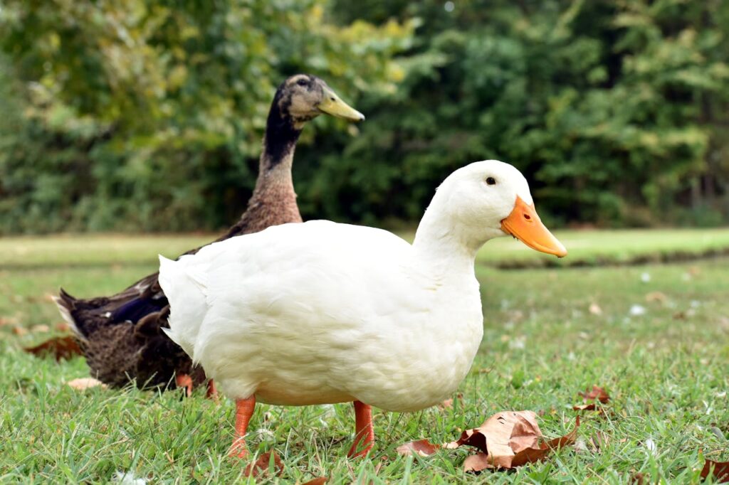 two ducks in backyard