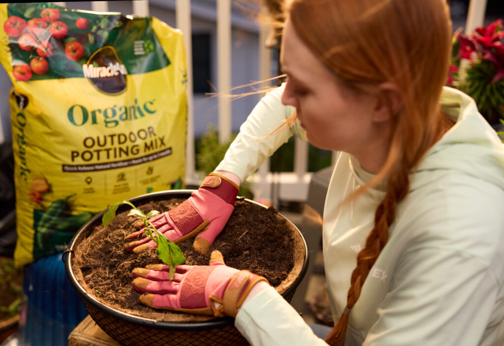 woman planting tomato seedling in soil