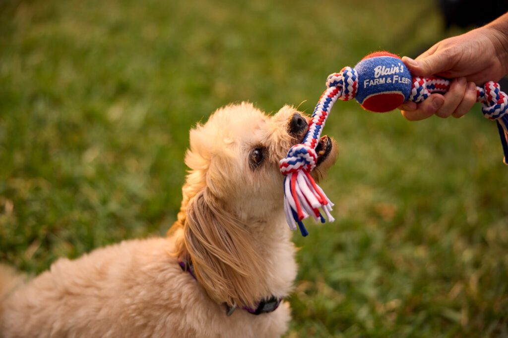 dog with toy