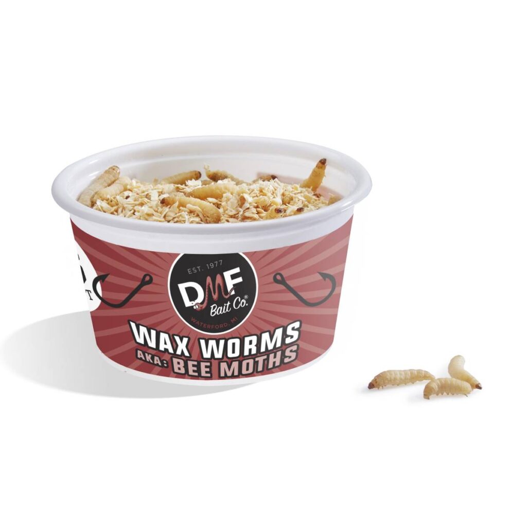 cup of live wax worms