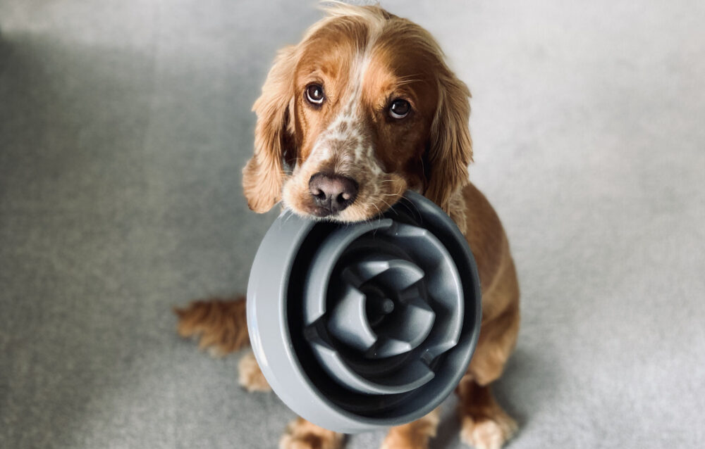 dog holding food bowl