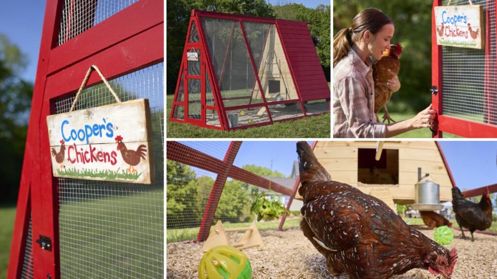 Collage of chicken coop images