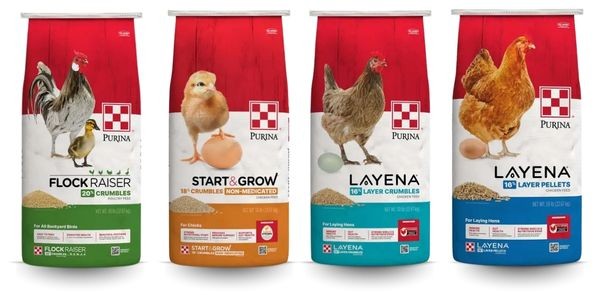 4 bags of Purina Chicken Feed